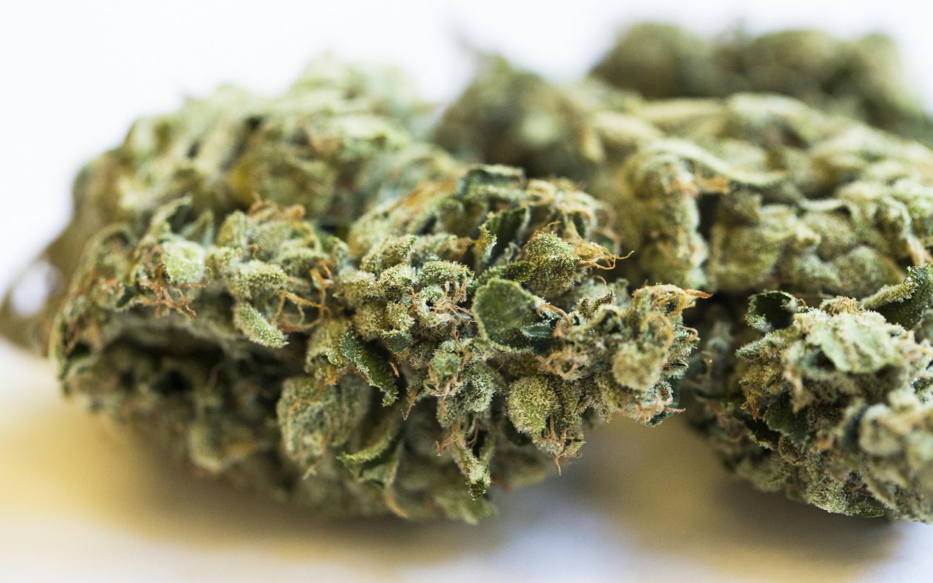 Which WashingtonGrown Strain Offers the Best Value of Fall 2017? Leafly