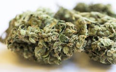 jet fuel marijuana strain