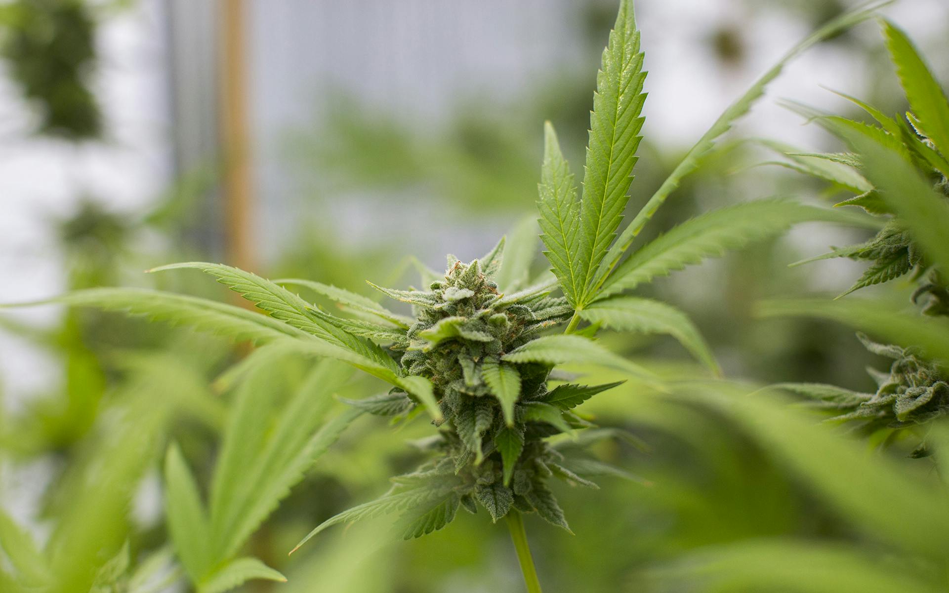 Leafly’s Faves 2017: Strains image