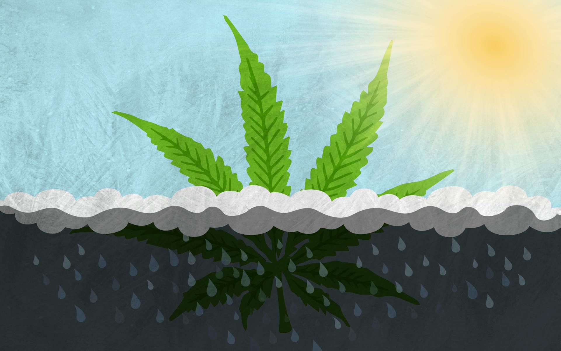 Cannabis and Mental Health: It's Complicated image