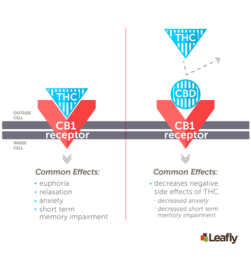 CBD vs. THC: CBD can have the opposite effect of THC on CBD1 receptors