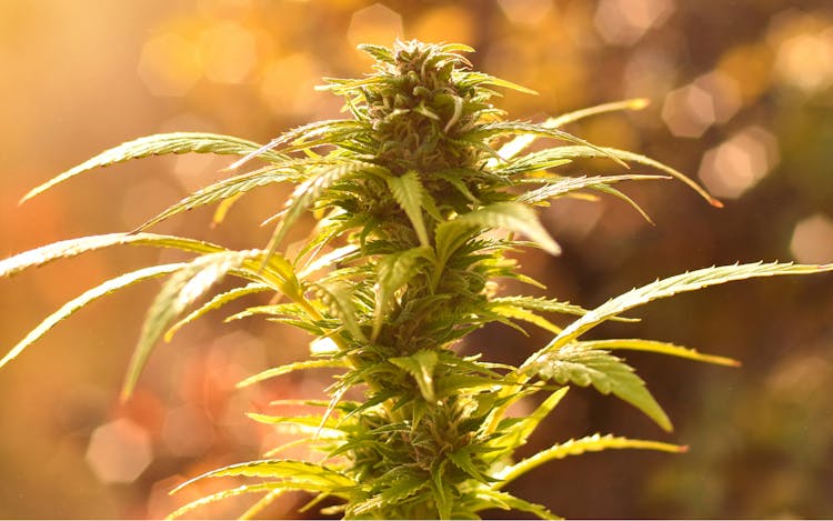 Your Regional Guide to Growing Healthy Cannabis Plants Outdoors image