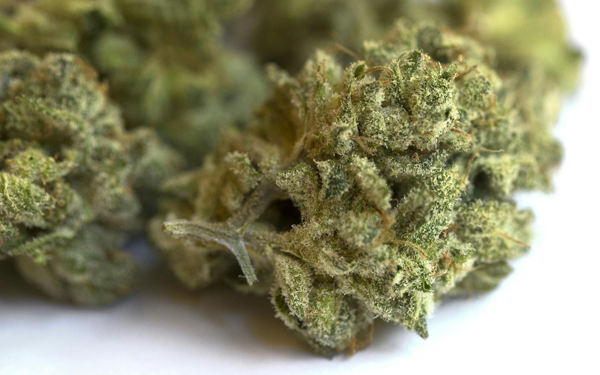 5 BestSmelling Cannabis Strains in Washington Leafly