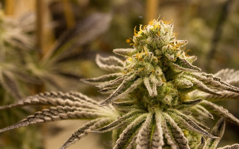 Most Popular Weed Strains In Massachusetts 