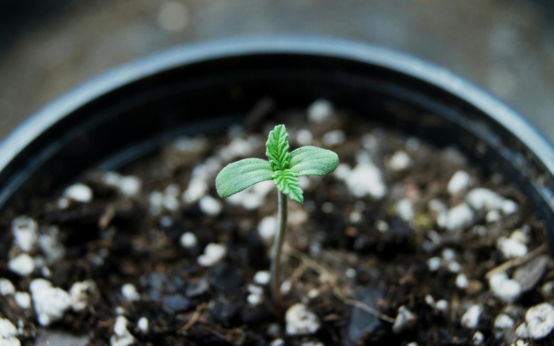 What's the best soil for growing marijuana? image