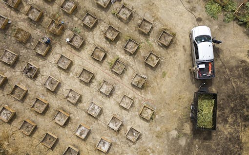 Since 2016, Calaveras has granted some 200 permits for commercial cannabis farms, with roughly 300 applications still pending.