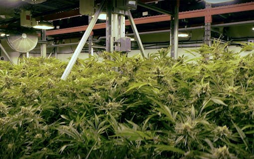 cannabis plants growing