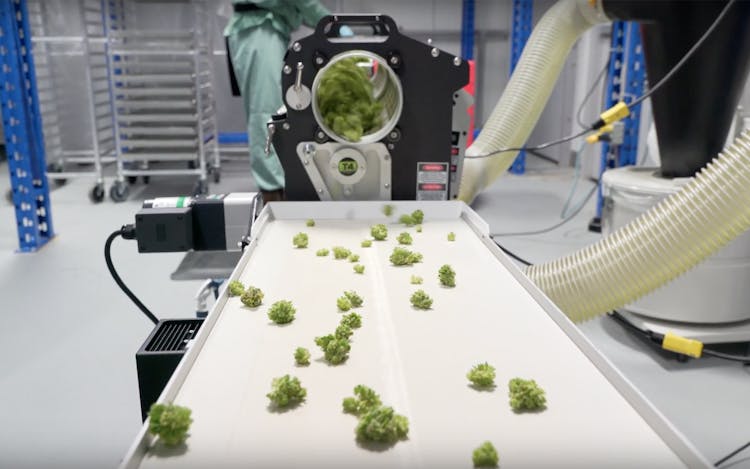 The Business of Growth: Organigram Prepares for Canada’s Next Steps image