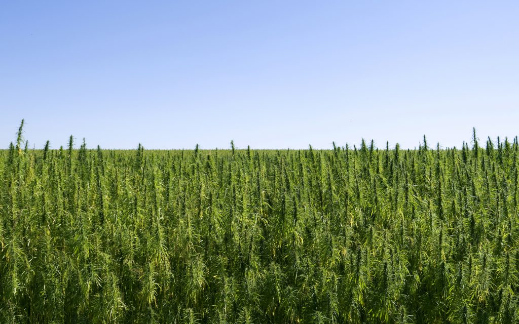 photo of Hemp testing over 0.3% THC must be destroyed—here’s why image