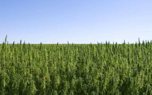 a field of non-psychoactive hemp plants