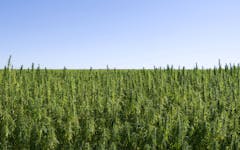 field of non-psychoactive hemp plants