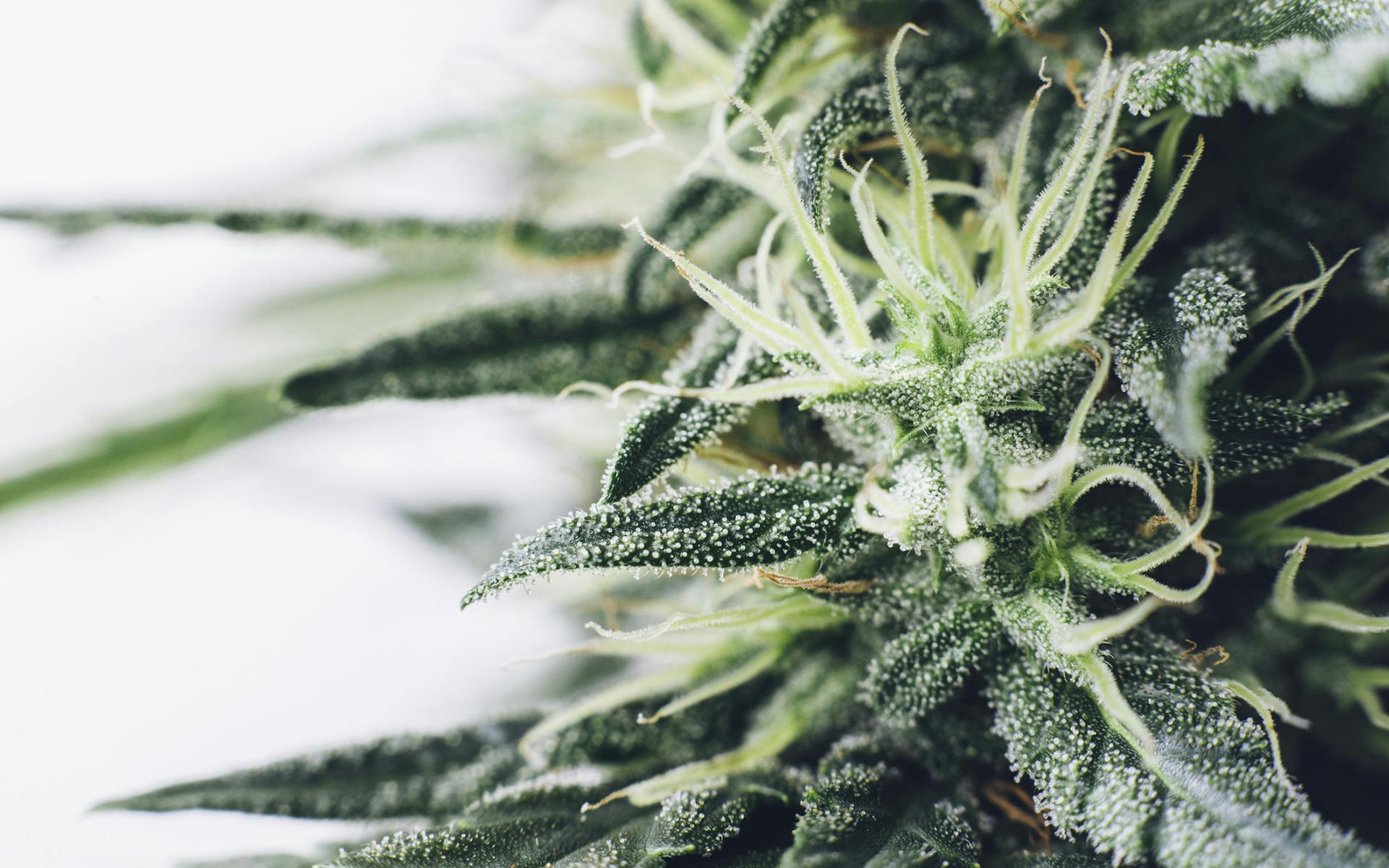 What Are Cannabis Flavonoids and What Do They Do? image