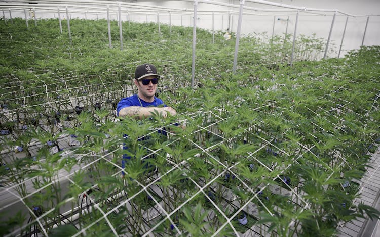 How Controlling Vapor Pressure Deficit Can Improve Your Cannabis Grow image