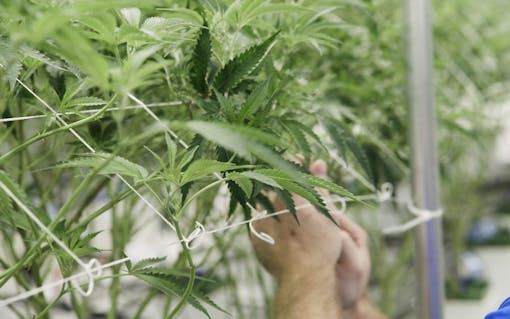 Healthy cannabis plants