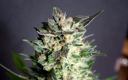 Diesel Glue marijuana strain grown from Kannabia's feminized marijuana seeds
