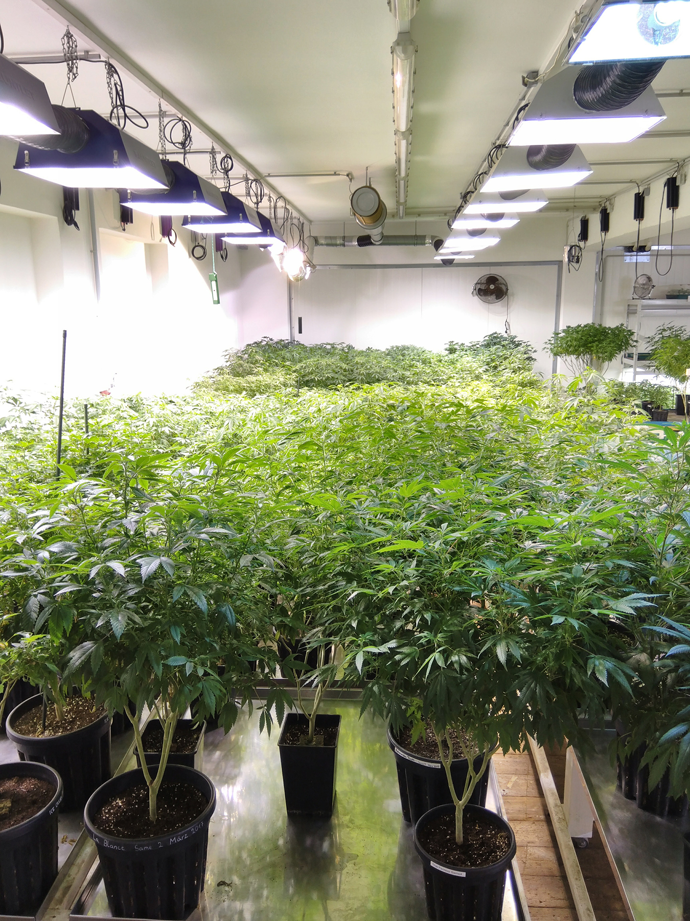 Feminized cannabis plants growing indoors