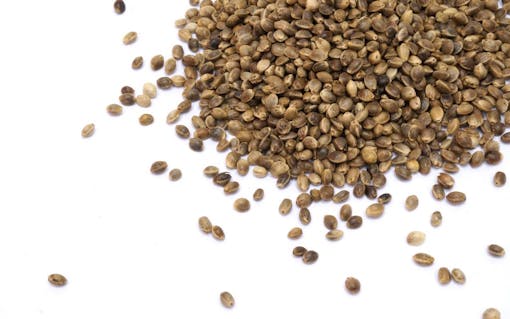 feminized cannabis seeds from Kannabia