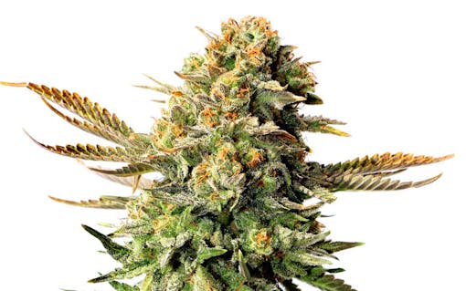 Russian Doll marijuana strain from feminized marijuana seeds