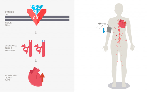 weed can increase your heart rate and decrease blood pressure