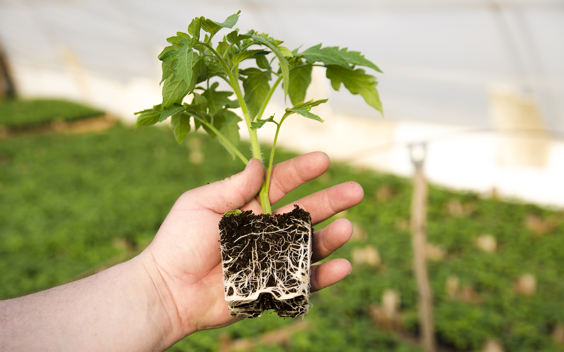 mycorrhizae fungus help plant roots absorb nutrients and minerals from soil.