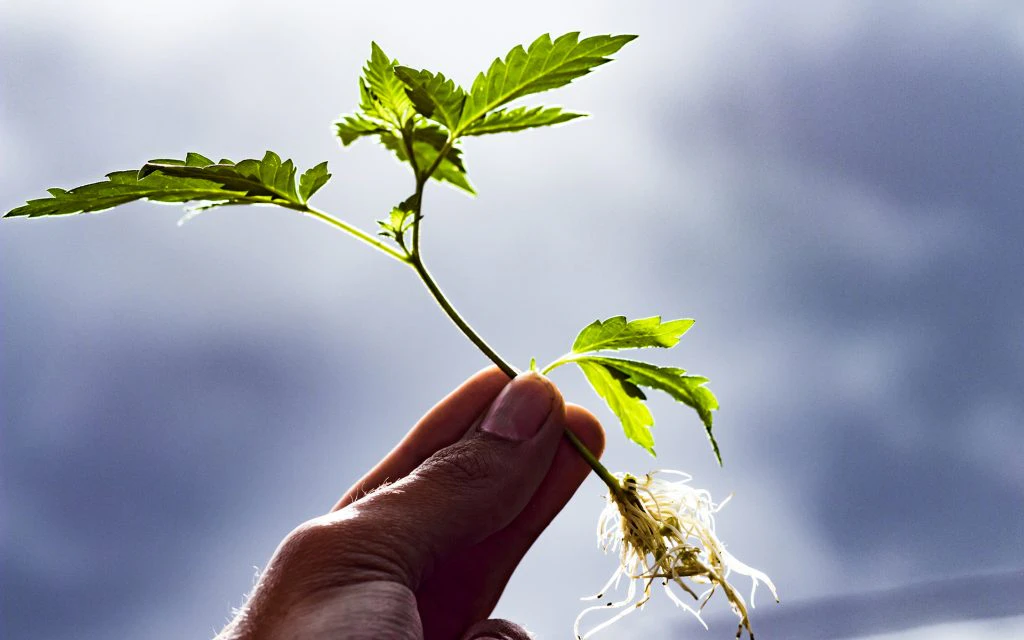 cannabis clone