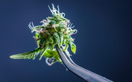 Cannabis ready for testing in a lab