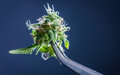 Cannabis ready for testing in a lab