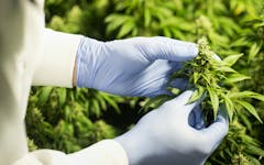 Organigram indoor grown cannabis