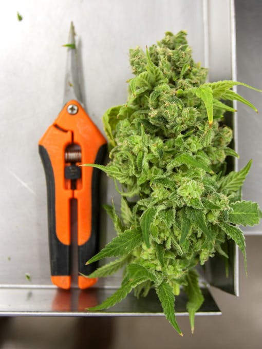 Edison Line hand-trimmed cannabis flower from Organigram