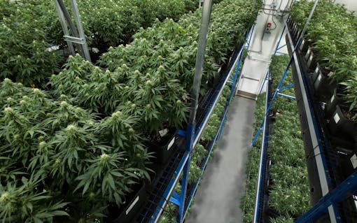 Organigram three-tiered indoor cannabis growing