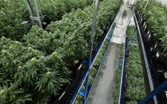 indoor cultivation, cannabis growing