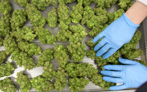Organigram indoor grown cannabis flower on drying rack