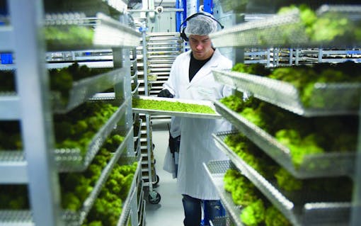 Organigram indoor-grown cannabis in a drying room