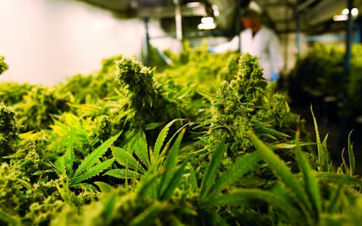 Indoor cannabis grown at Organigram