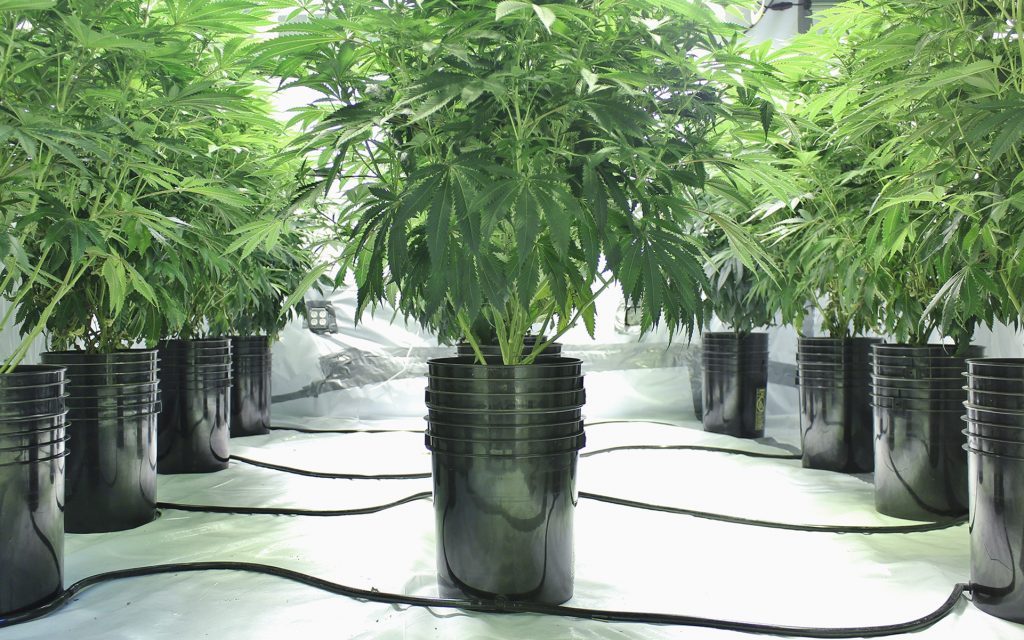 4 Stages Of Marijuana Plant Growth | Leafly