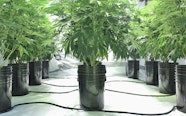 How To Choose The Right Container For Your Cannabis Plant Leafly