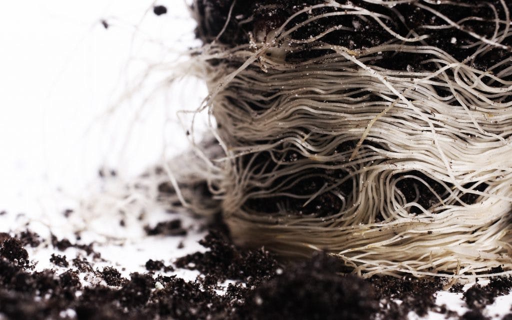 How & When to Transplant Cannabis Plants | Leafly