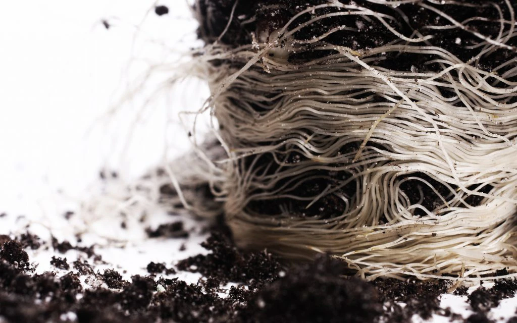 plant roots