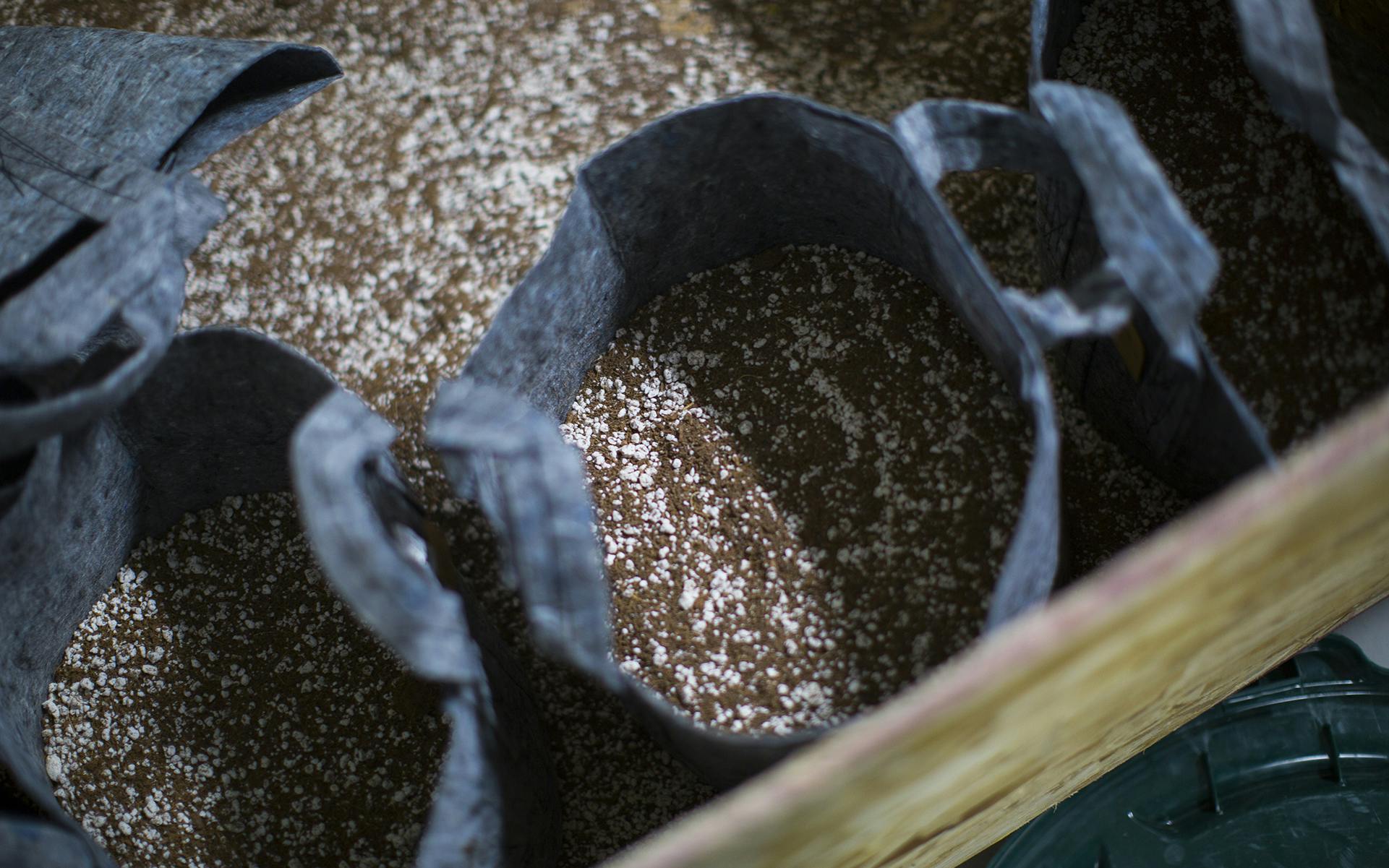 Top Dressing Soil for Growing Cannabis Leafly