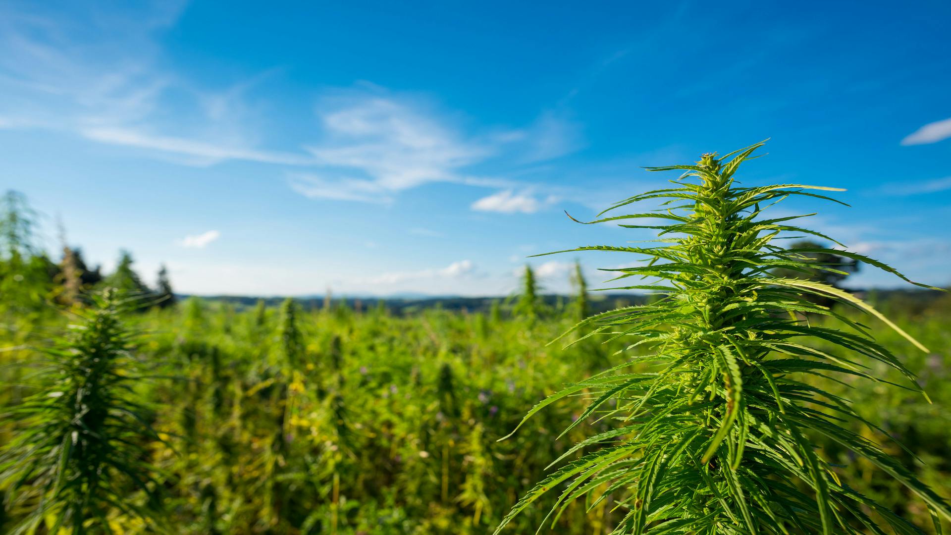 Hemp access isn’t done yet: What you need to know about the federal government’s impending ban image