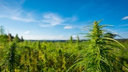 Hemp access isn’t done yet: What you need to know about the federal government’s impending ban image