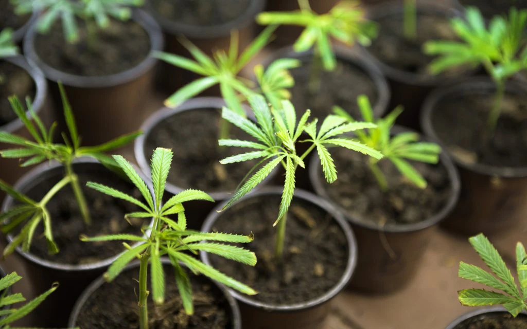 cannabis clones