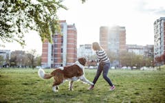 Dog Parks: Are They Worth the High?