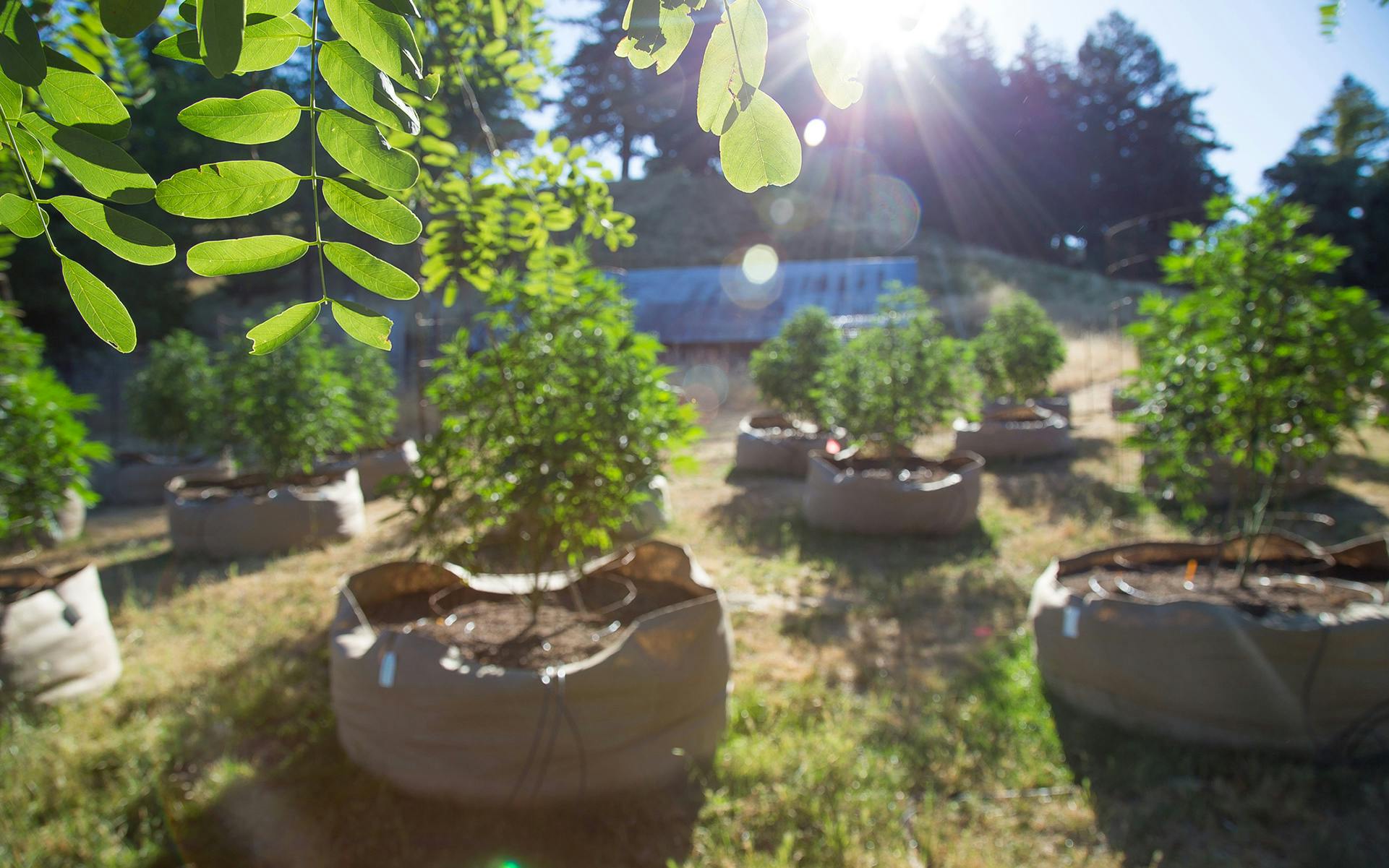 Oregon County Sues State Over Cannabis Farming Ban Leafly