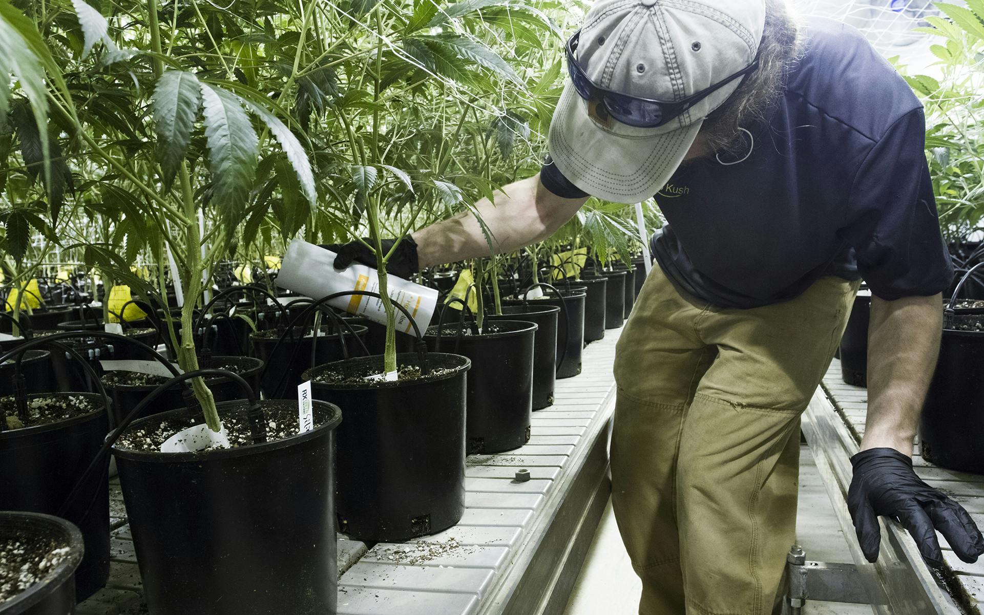 An Introduction to Chemical-Free Pest Control image