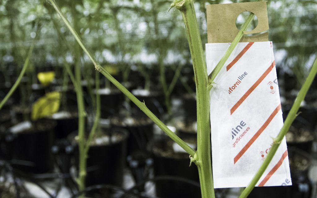 Using Beneficial Insects to Grow Marijuana Leafly