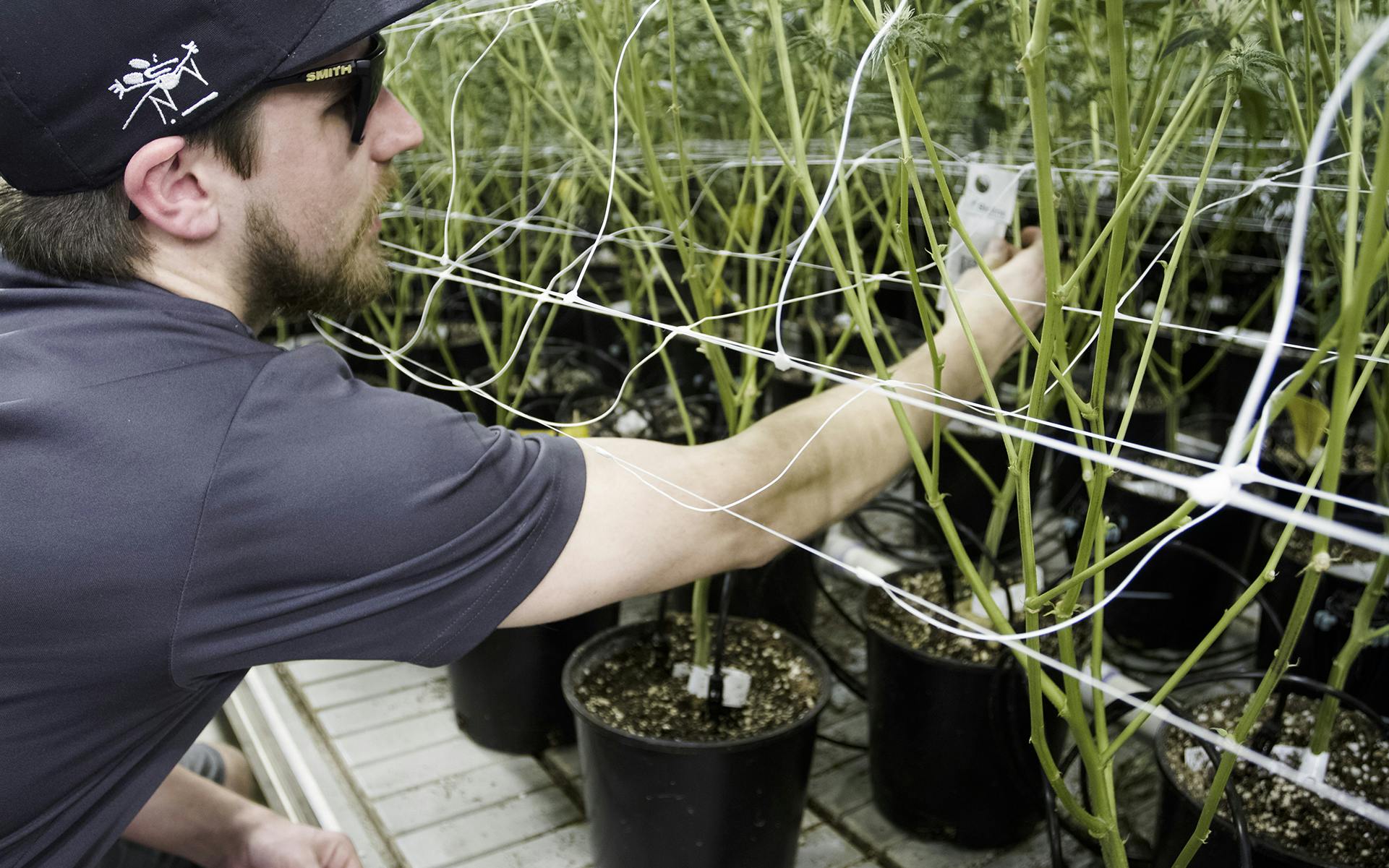 How to get rid of pests and little bugs in weed plants image