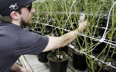Marijuana plant growing problems