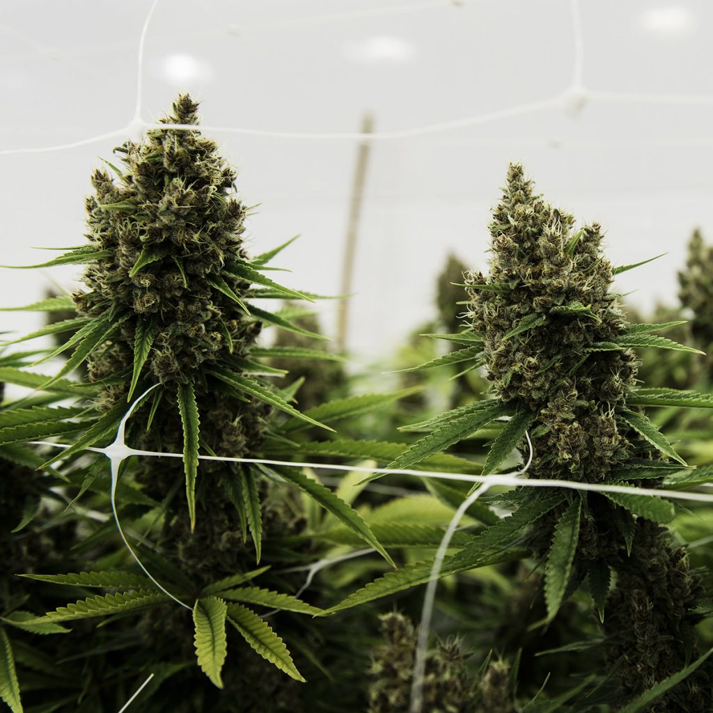 Oregon Buyer’s Guide to 4/20 Marijuana Deals Leafly