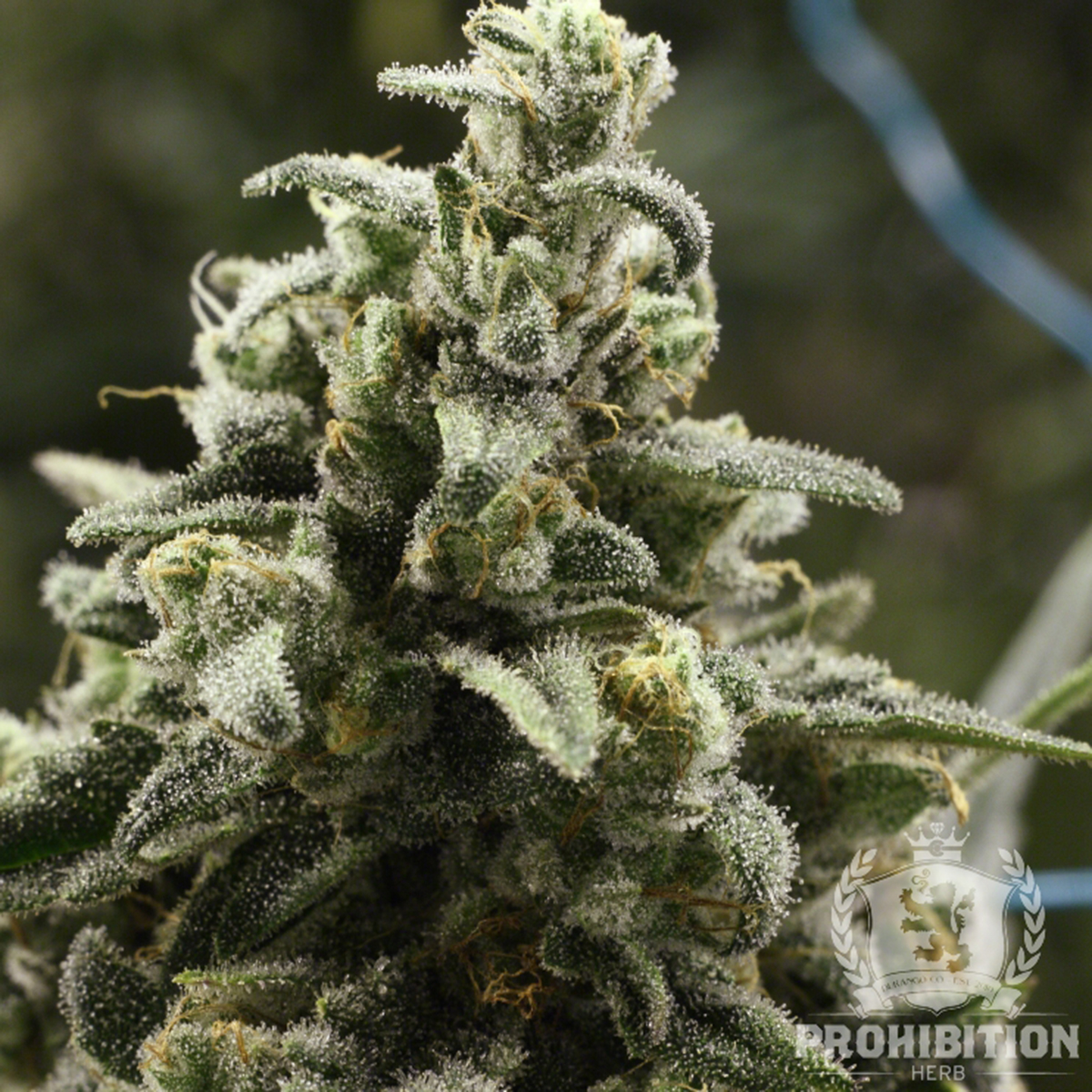 Find Banana Kush from Prohibition Herb this weekend 4/20 at Prohibition Herb.